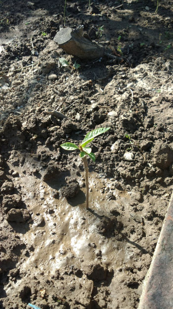 nesss - 3 Nespol - Loquat -Eriobotrya Japonica