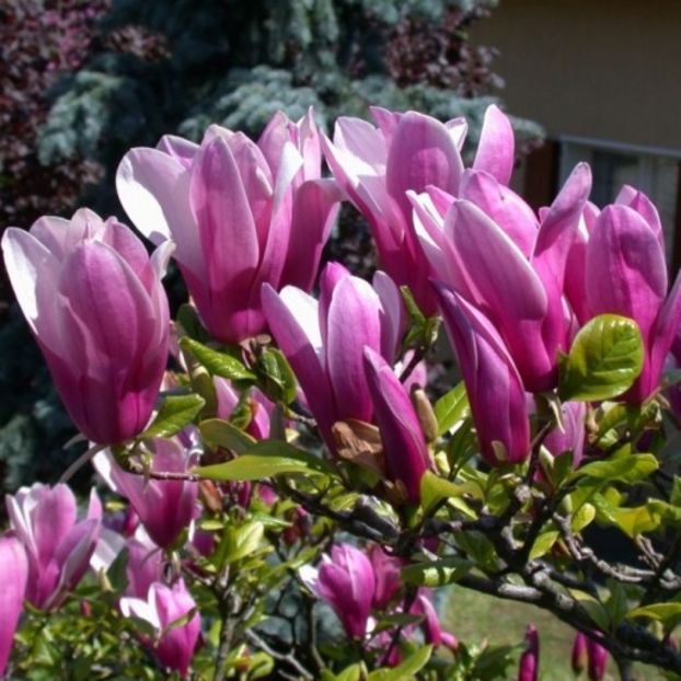 magnolia-susan - a cumparat cineva de la GardenExpert cu livrare prin curier? va rog pareri! Multumesc!