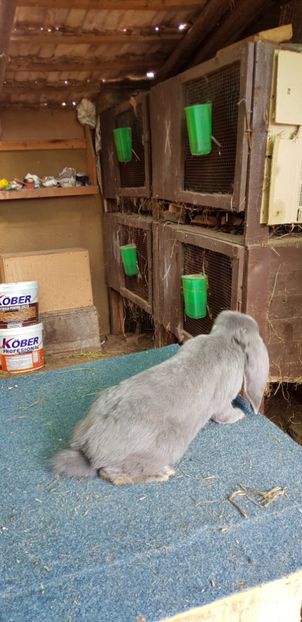  - De vanzare femela albastra