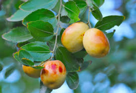 dawadaf - 2 Jujubier - Ziziphus jujuba - Chinese Dates - Maslin de Dobrogea - Curmal