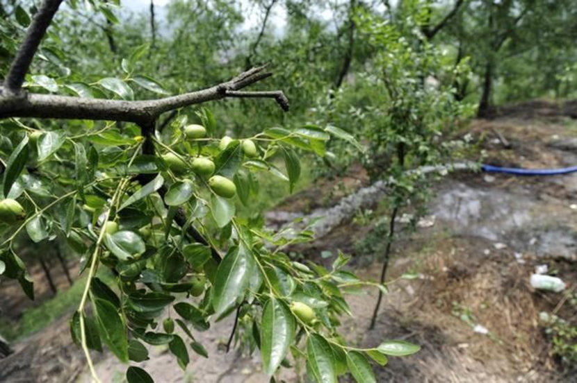 t0133b46ce5b9059915 - 2 Jujubier - Ziziphus jujuba - Chinese Dates - Maslin de Dobrogea - Curmal