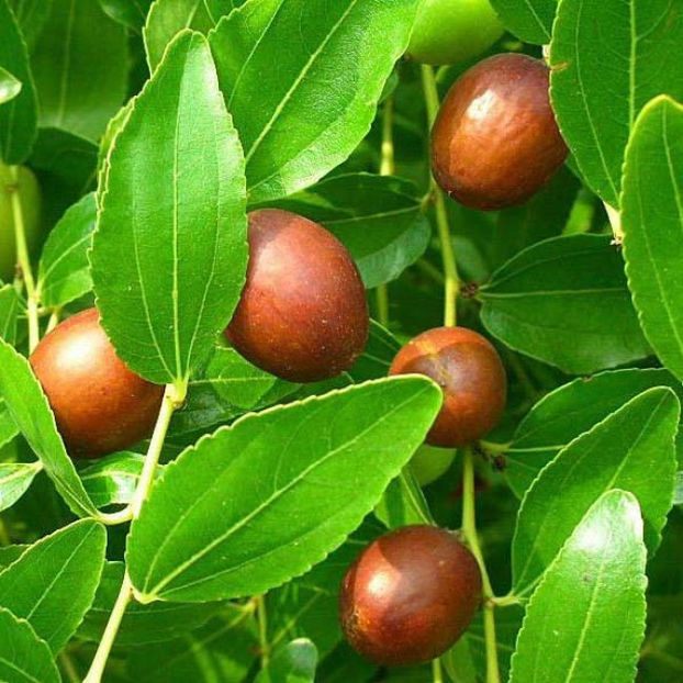 fawfaf - 2 Jujubier - Ziziphus jujuba - Chinese Dates - Maslin de Dobrogea - Curmal