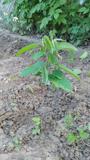 paw pawPAw anul 2 dupa plantare anul 3 biologic - 4 Asimina triloba - Paw Paw - Banana Nordului