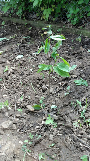 PAw anul 2 dupa plantare anul 3 biologic - 4 Asimina triloba - Paw Paw - Banana Nordului
