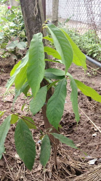  - 4 Asimina triloba - Paw Paw - Banana Nordului