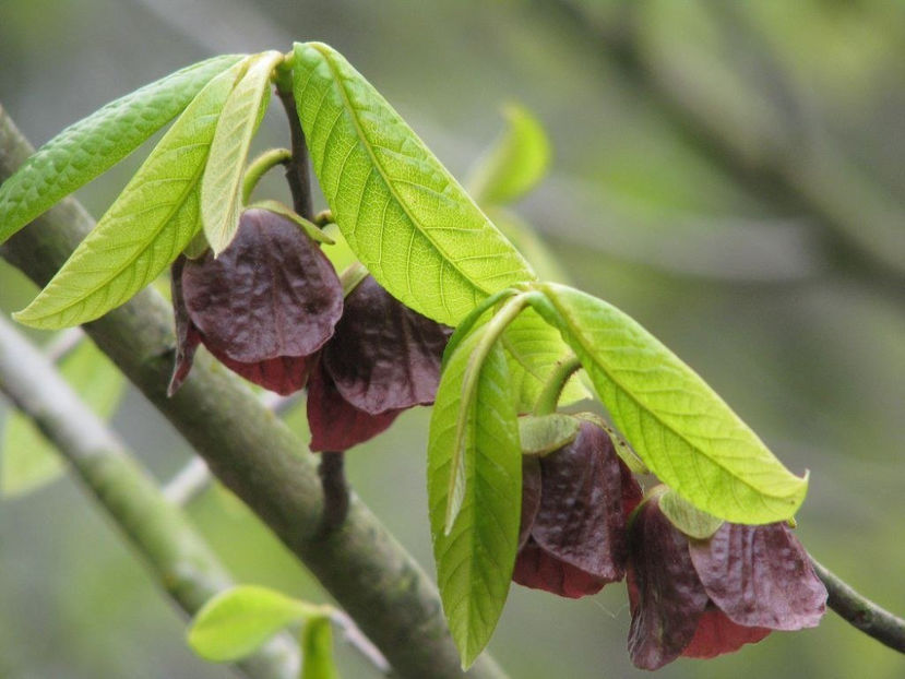 fl1 - 4 Asimina triloba - Paw Paw - Banana Nordului