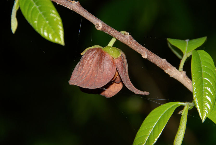 fl2 - 4 Asimina triloba - Paw Paw - Banana Nordului