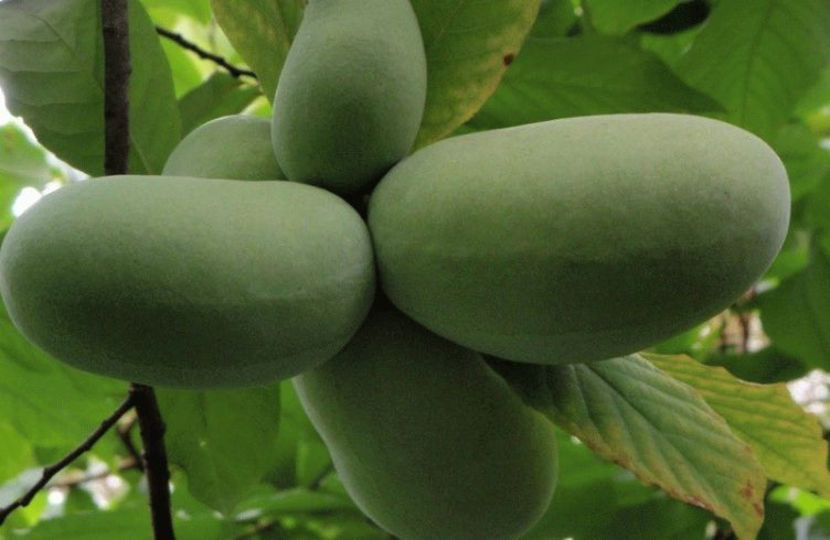 fr3 - 4 Asimina triloba - Paw Paw - Banana Nordului