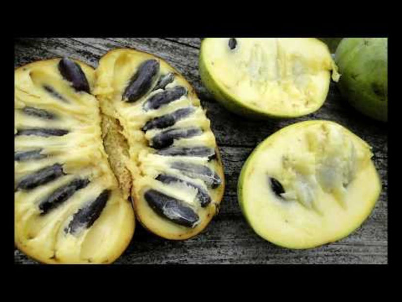 fr5 - 4 Asimina triloba - Paw Paw - Banana Nordului