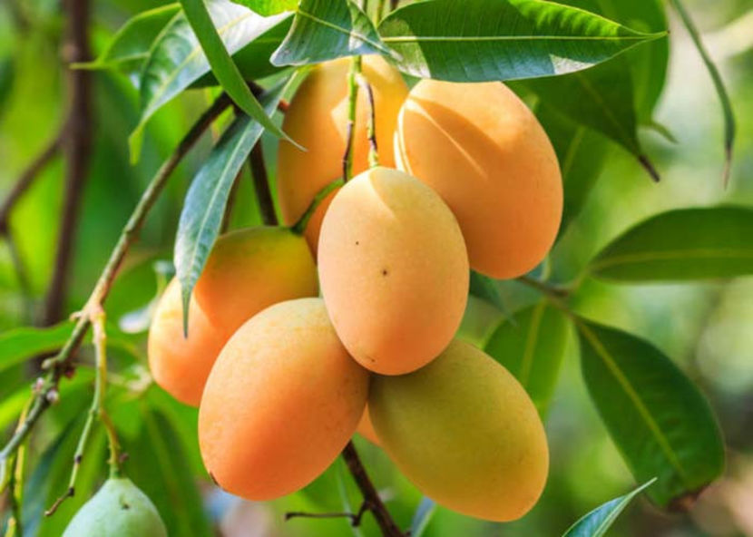 fr6 - 4 Asimina triloba - Paw Paw - Banana Nordului