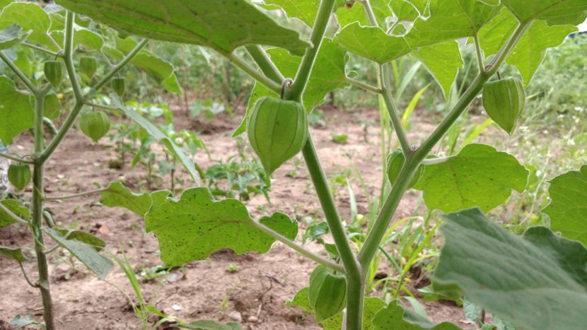physalis - !! Diverse din Bio Gradina familiei