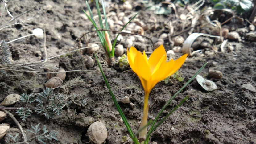  - !! Diverse din Bio Gradina familiei
