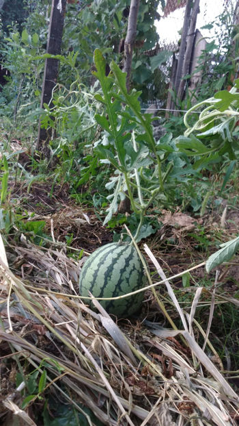  - !! Diverse din Bio Gradina familiei