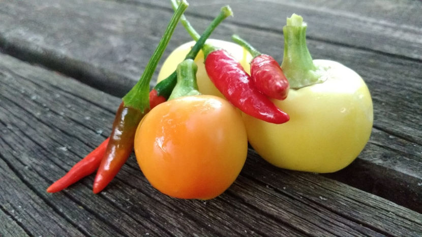  - !! Diverse din Bio Gradina familiei