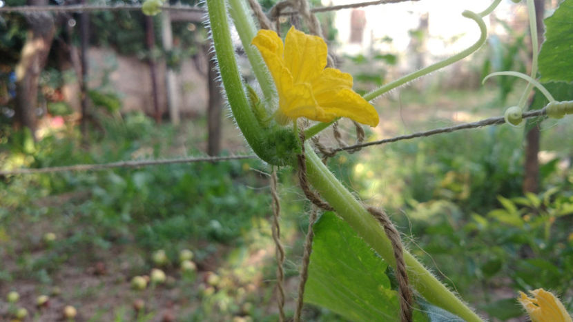  - !! Diverse din Bio Gradina familiei
