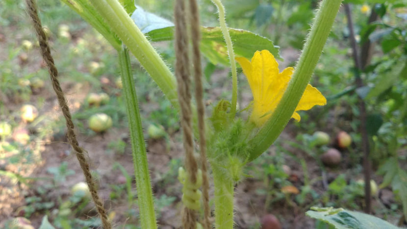  - !! Diverse din Bio Gradina familiei