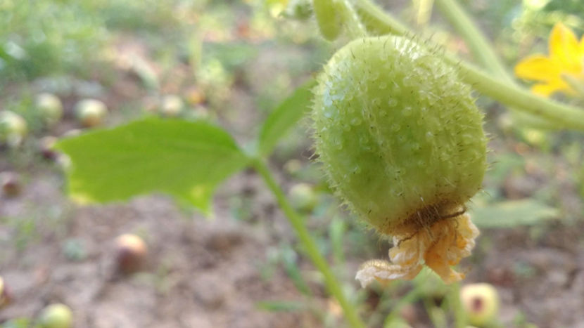  - !! Diverse din Bio Gradina familiei