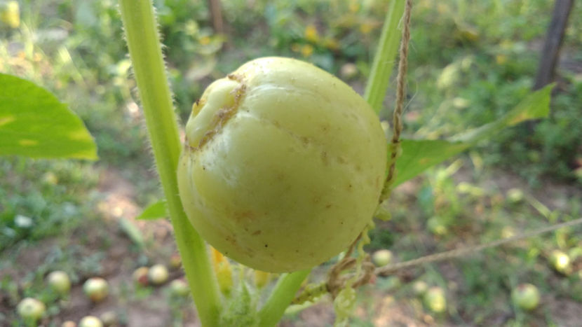  - !! Diverse din Bio Gradina familiei