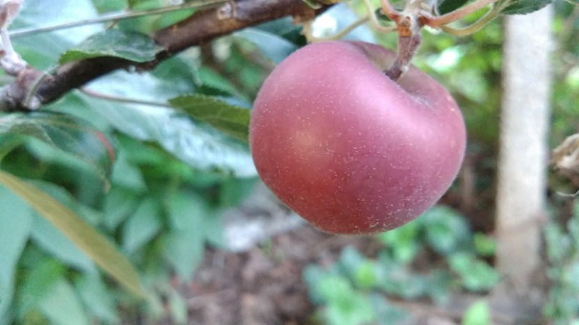  - !! Diverse din Bio Gradina familiei