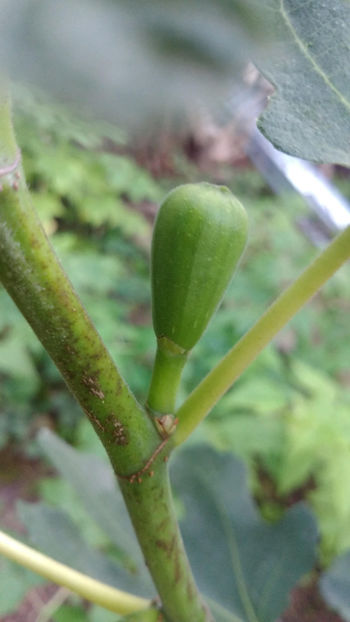  - !! Diverse din Bio Gradina familiei
