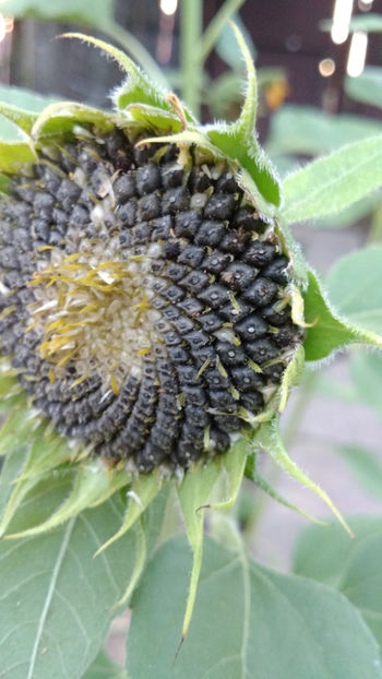  - !! Diverse din Bio Gradina familiei