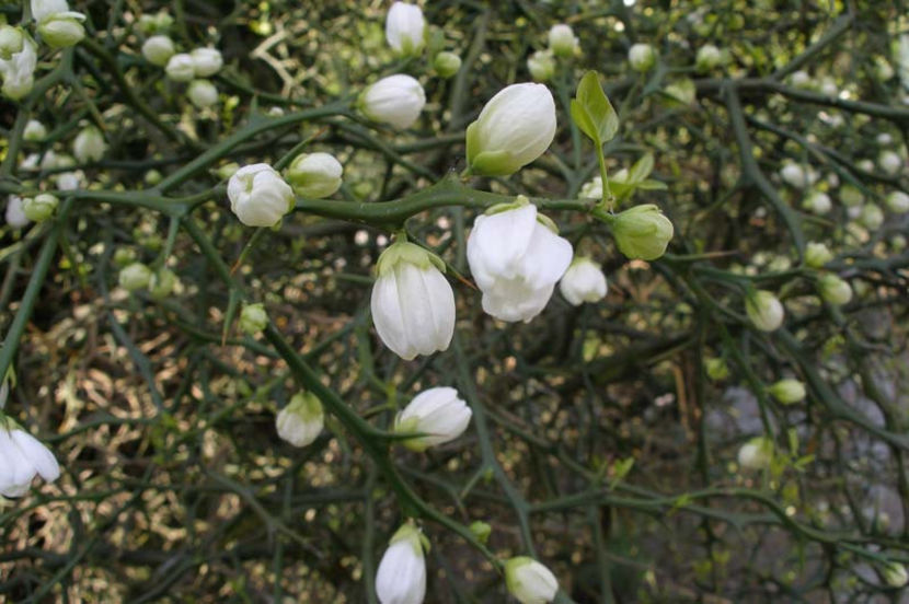 flower1 - 7 Poncirus Trifoliata - Lamai rezistent la ger