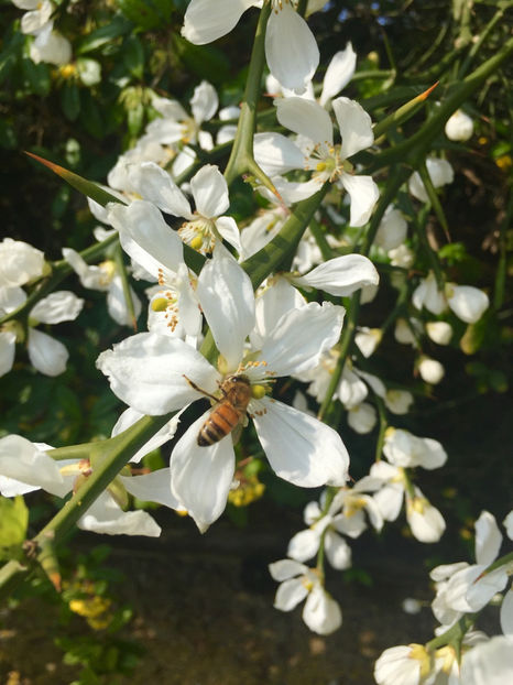flower2 - 7 Poncirus Trifoliata - Lamai rezistent la ger