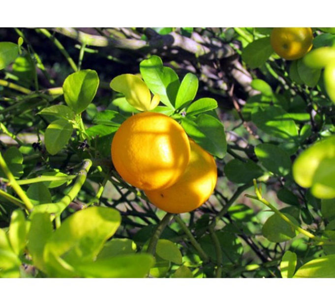 fruit 1 - 7 Poncirus Trifoliata - Lamai rezistent la ger