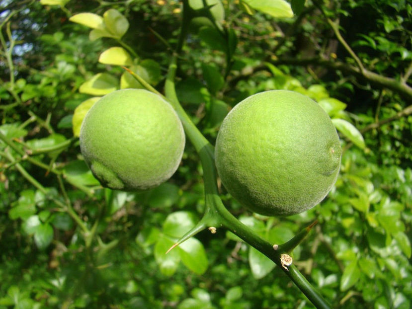 fruit 5 - 7 Poncirus Trifoliata - Lamai rezistent la ger
