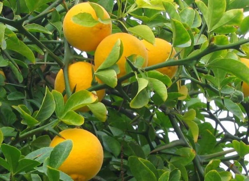 fruit 6 - 7 Poncirus Trifoliata - Lamai rezistent la ger