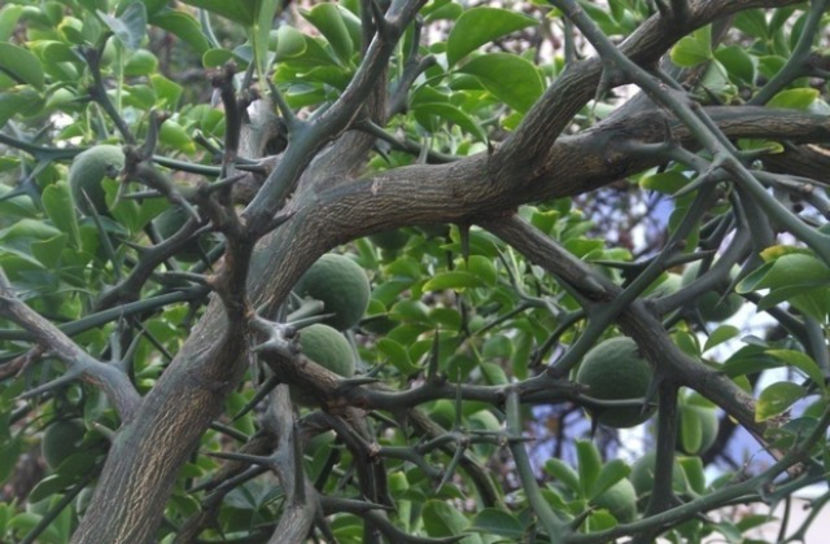 fruit 3 - 7 Poncirus Trifoliata - Lamai rezistent la ger