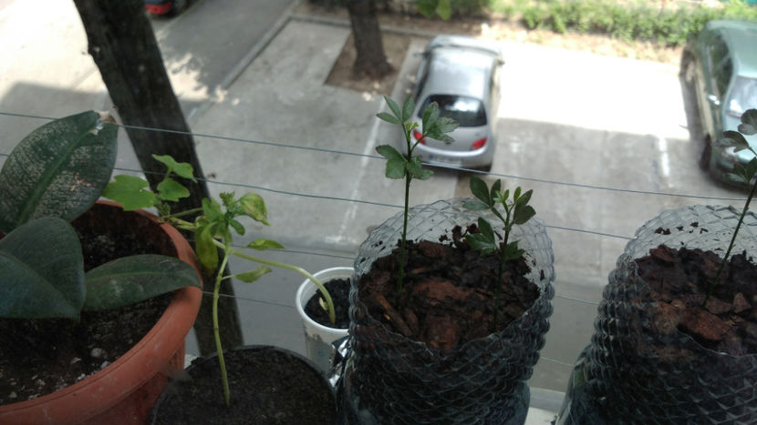 ghiveci 1 - 7 Poncirus Trifoliata - Lamai rezistent la ger