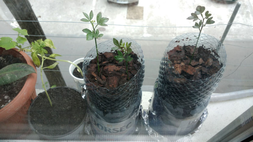 ghiveci 2 - 7 Poncirus Trifoliata - Lamai rezistent la ger