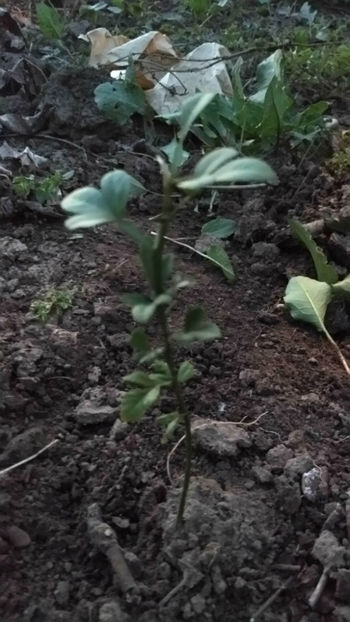  - 7 Poncirus Trifoliata - Lamai rezistent la ger