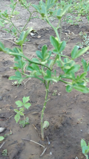  - 7 Poncirus Trifoliata - Lamai rezistent la ger