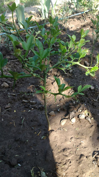  - 7 Poncirus Trifoliata - Lamai rezistent la ger