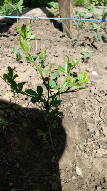  - 7 Poncirus Trifoliata - Lamai rezistent la ger