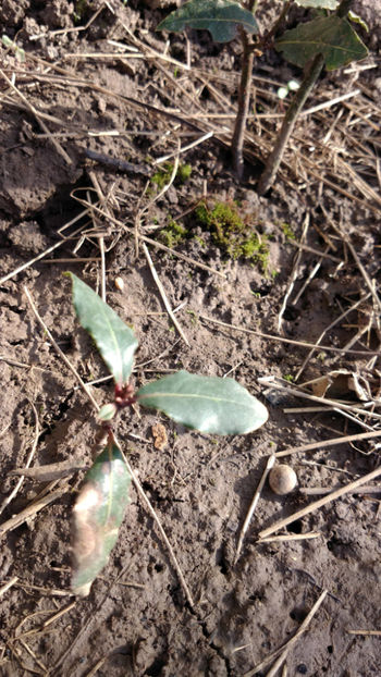  - 8 Dafin Aclimatizat - Laurus nobilis