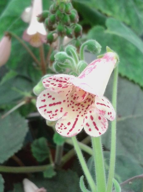 Smithiantha South West - Achimenes și Kohleria 2018