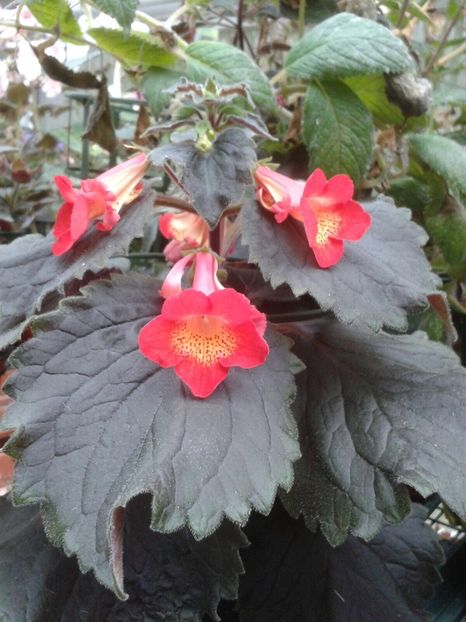 MM‘s Eros - Achimenes și Kohleria 2018