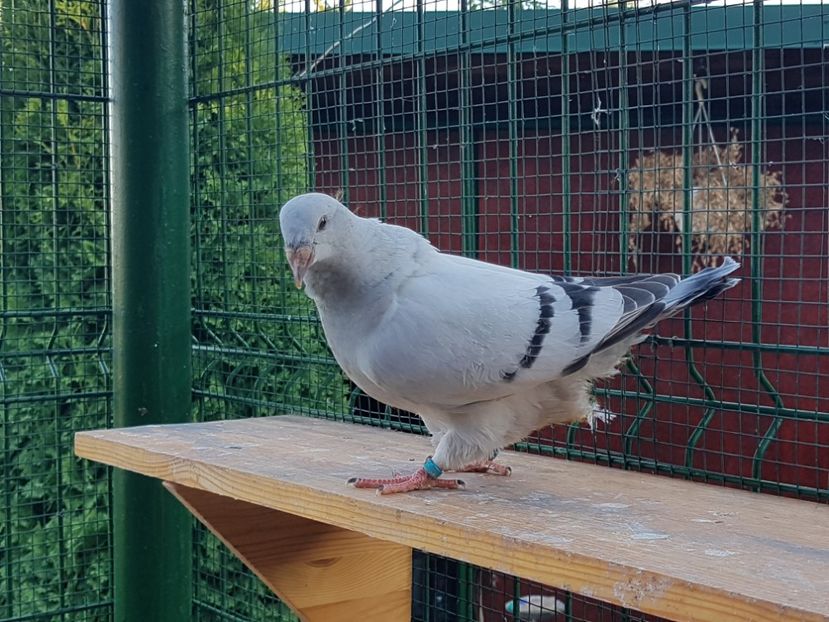 F-2018-4779 - 0-VRdF-TINERET-2018