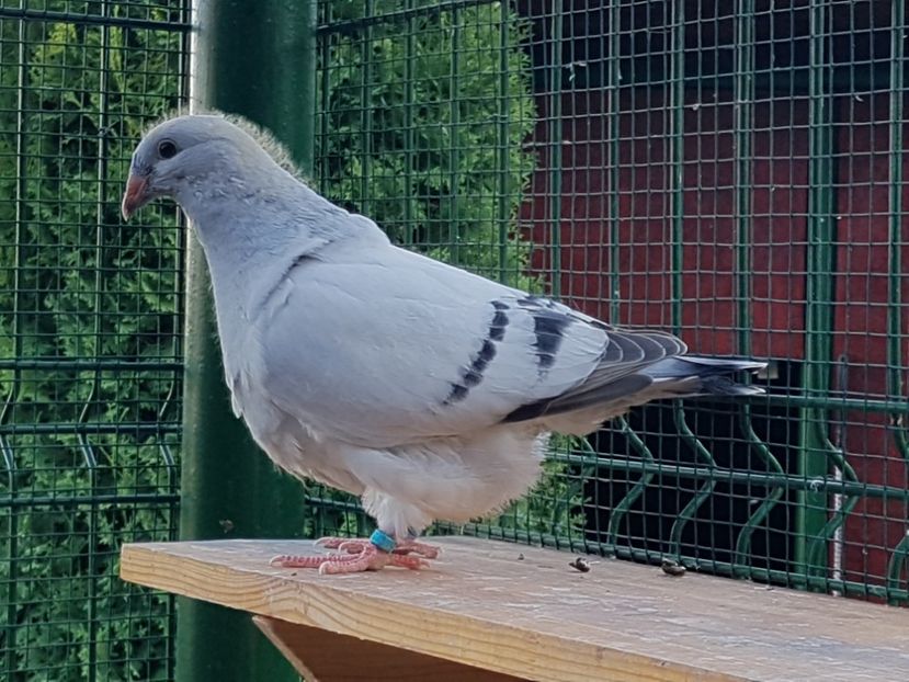 M-2018-4780 - 0-VRdF-TINERET-2018