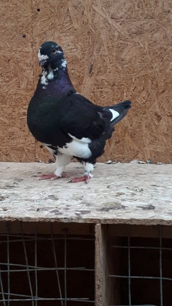 Fem 2017 - Porumbei vanduti