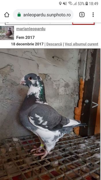  - Porumbei vanduti