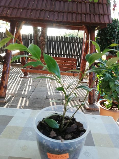  - Hoya cembra odorata