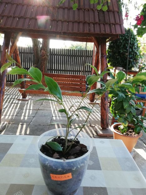  - Hoya cembra odorata