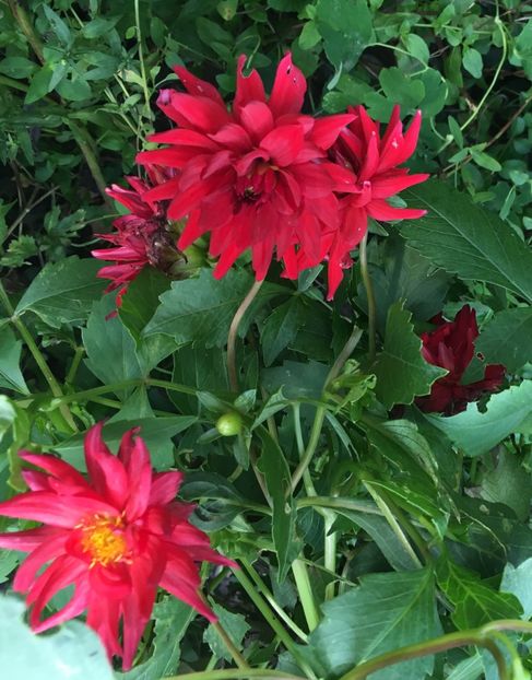 3A222ECF-4968-4EE8-9D62-DC43B6ABD3C0 - Dalii 2018