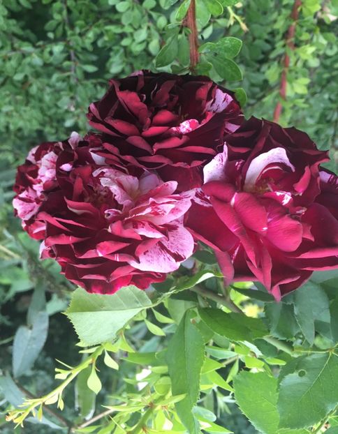 00FEF5CF-29F0-41F5-8A29-F3674D586C9F - Trandafiri 2018 III