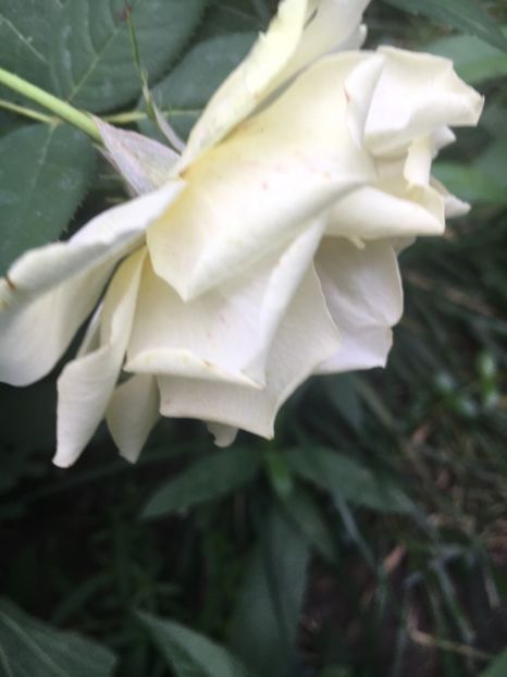 517DFC5E-1258-4C8D-A0B3-471EDF9313E9 - Trandafiri 2018 III