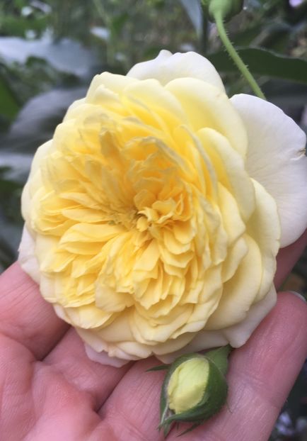 The pilgrim - Trandafiri 2018 III